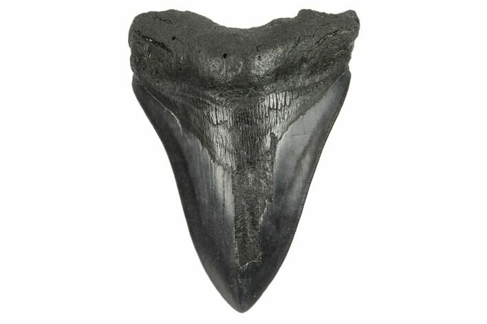 Fossil Megalodon Tooth - South Carolina #187770